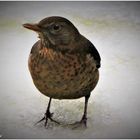 Amsel Weibchen auf dem Balkon