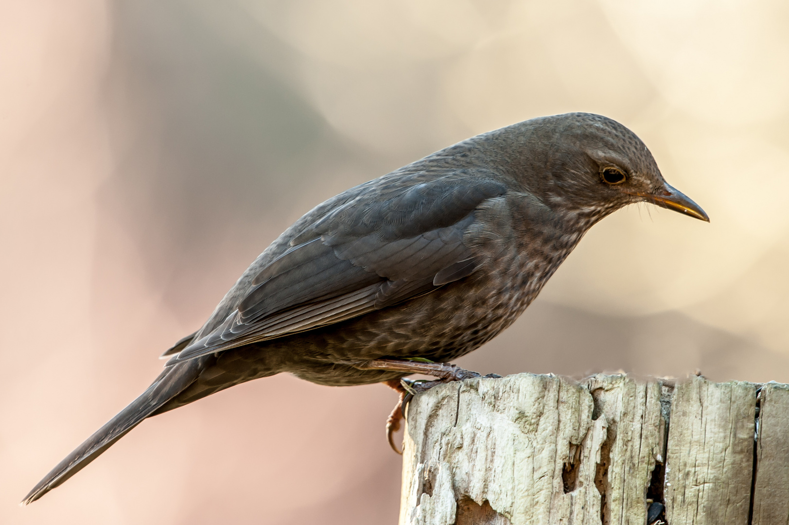 Amsel Weibchen