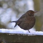 Amsel Weibchen 