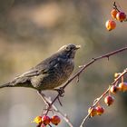 Amsel Weibchen