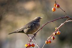 Amsel Weibchen