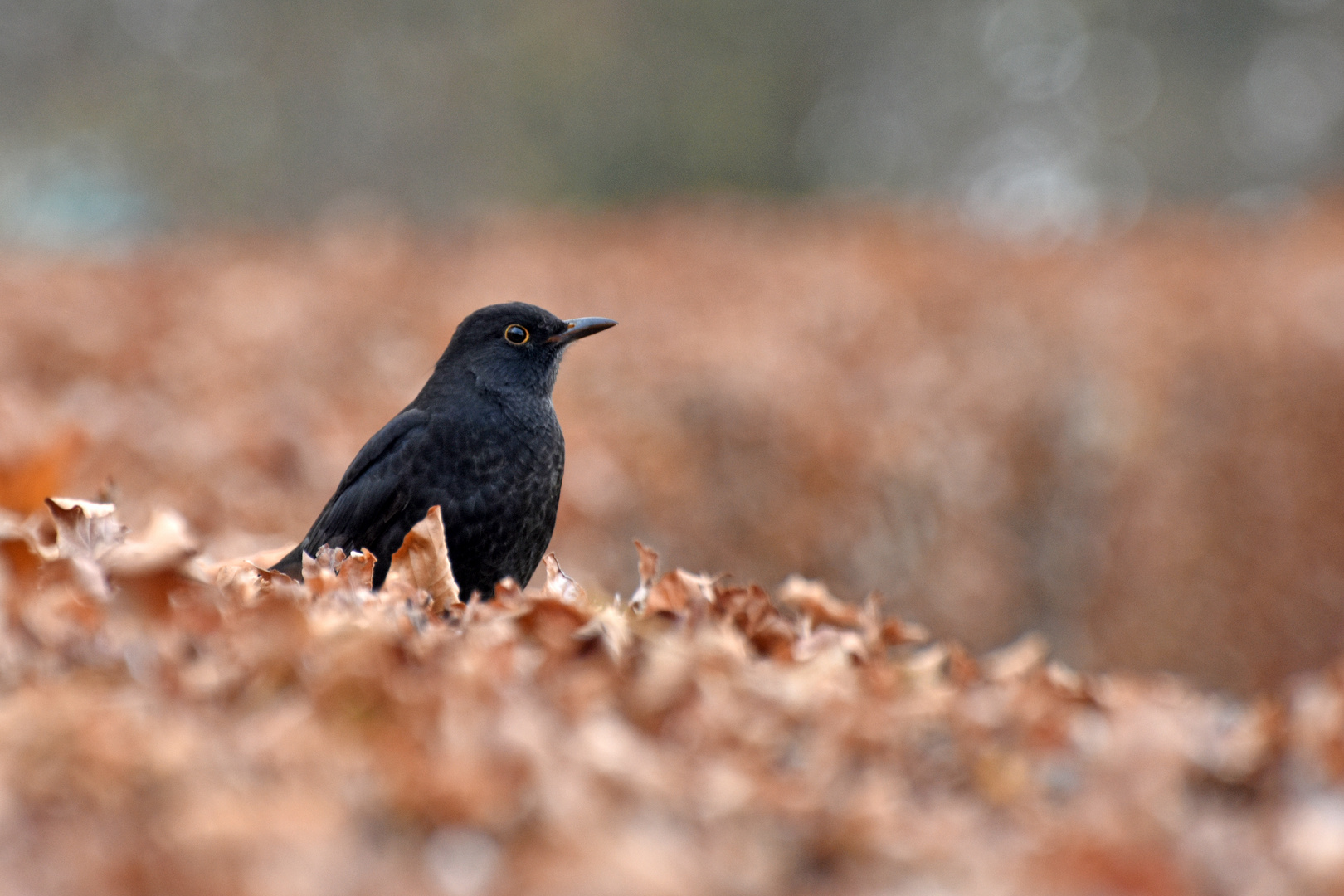 Amsel-Weibchen