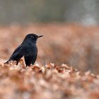 Amsel-Weibchen