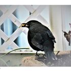 Amsel Weibchen