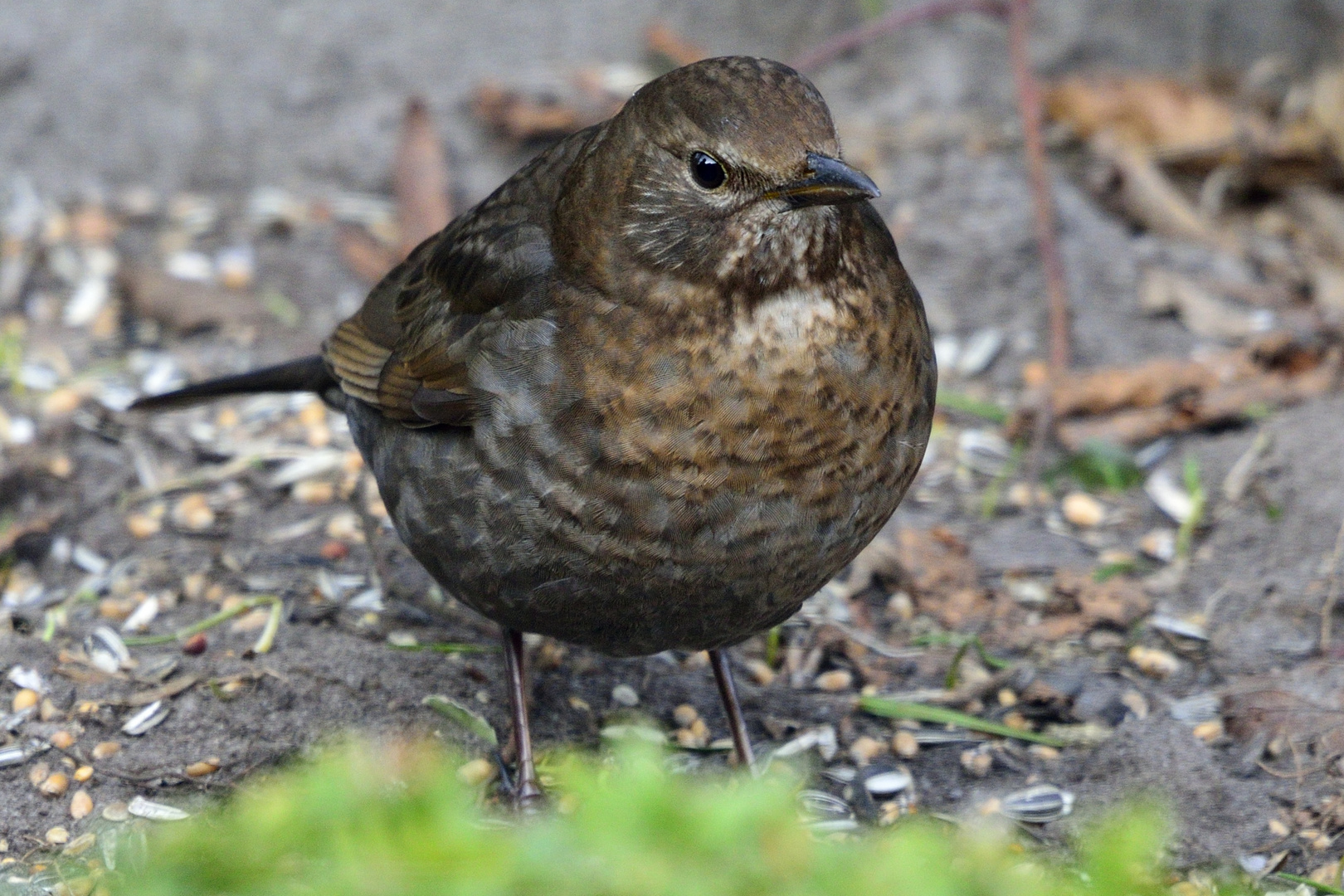 Amsel Weibchen Foto & Bild natur, tiere, wildlife Bilder auf