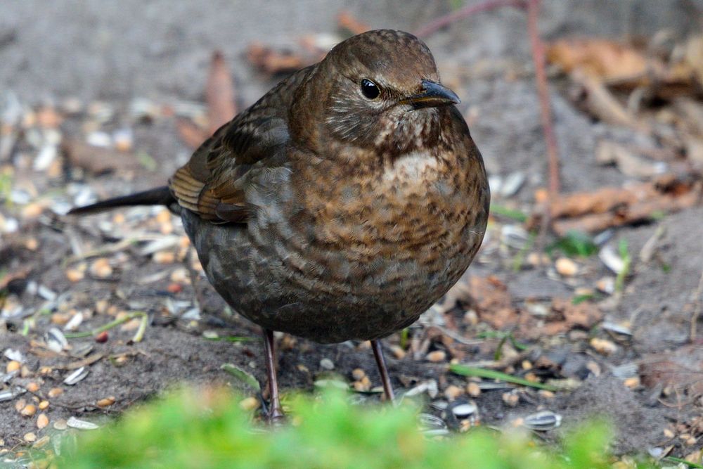 Amsel Weibchen