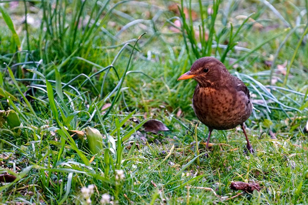 Amsel Weibchen