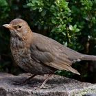 Amsel Weibchen