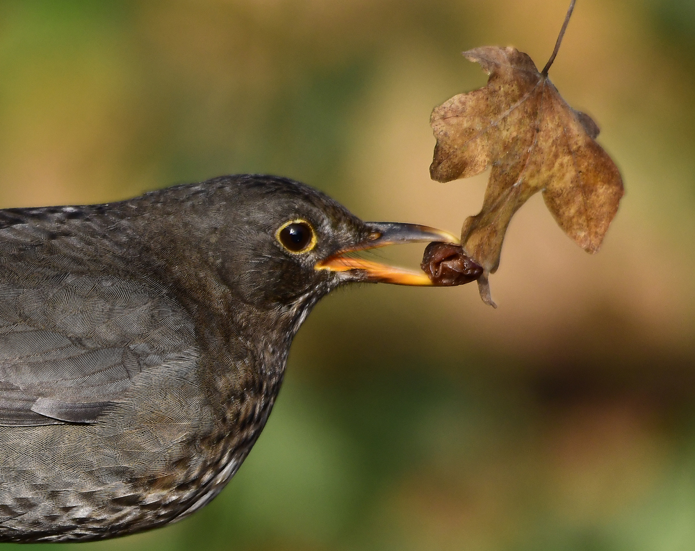  Amsel Weibchen