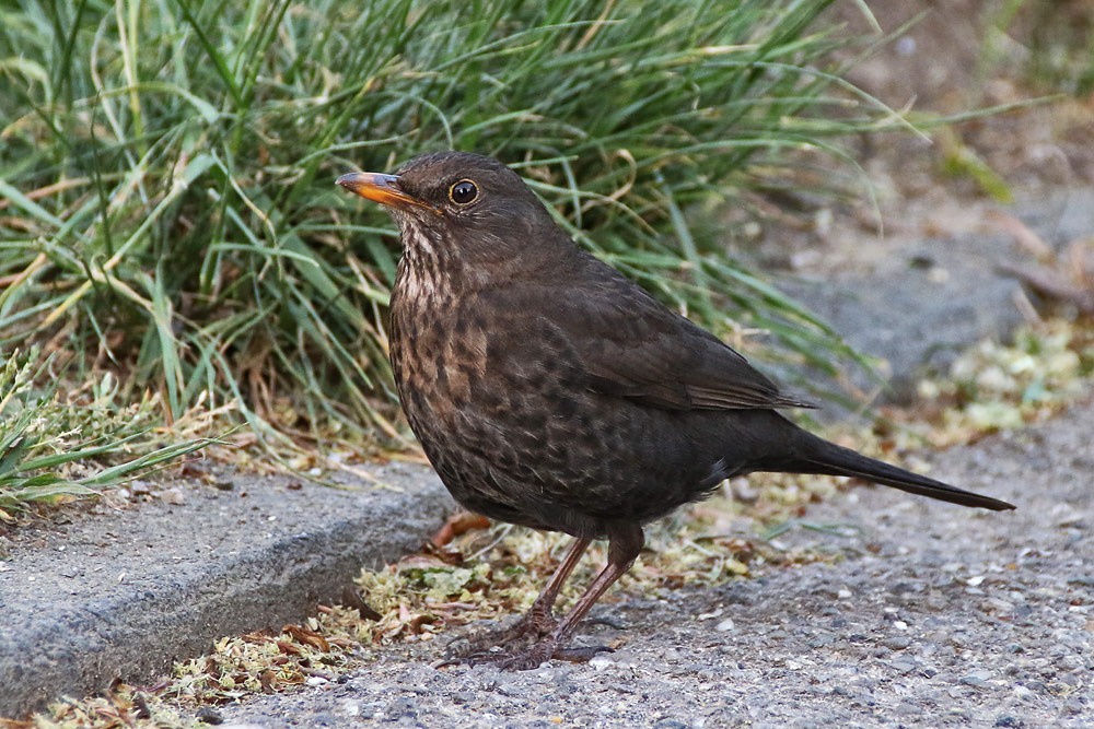 Amsel-Weibchen