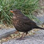 Amsel-Weibchen