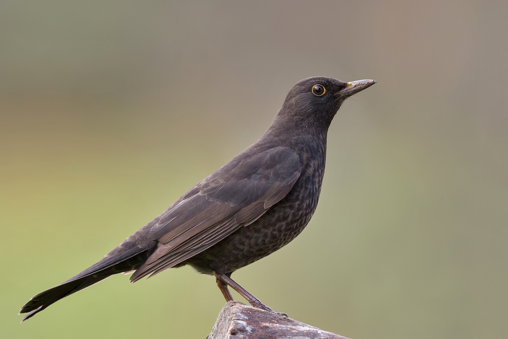 Amsel Weibchen.