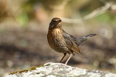 Amsel Weibchen