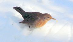 Amsel Weibchen