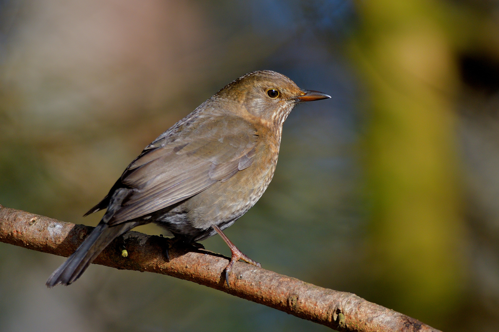 Amsel Weibchen 