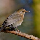 Amsel Weibchen 