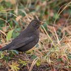 Amsel-Weibchen