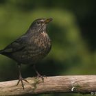 Amsel - Weibchen II