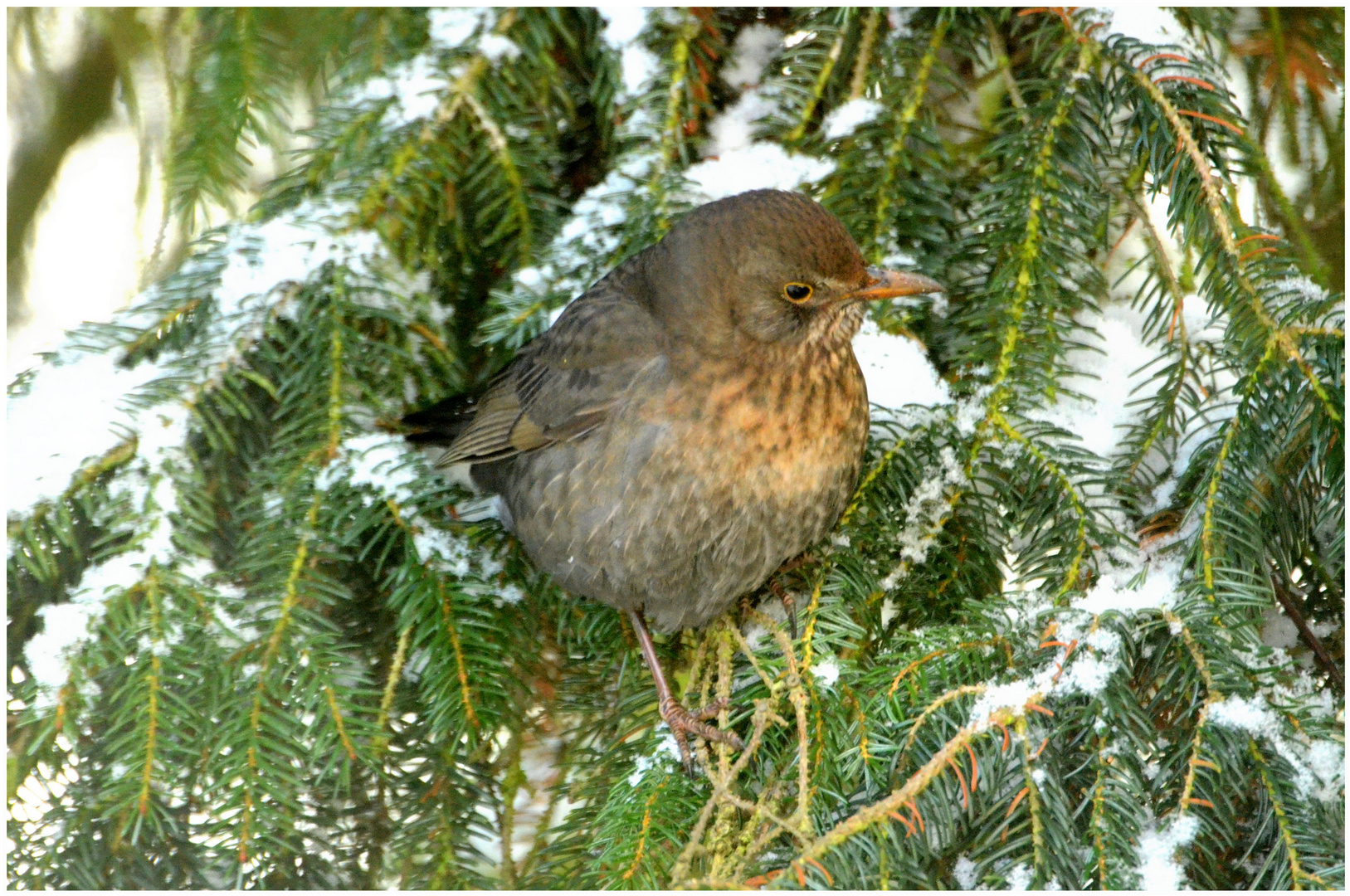 Amsel- Weibchen im Winter