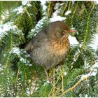 Amsel- Weibchen im Winter