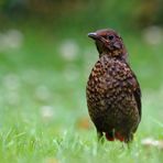 Amsel Weibchen (Turdus merula) (I)