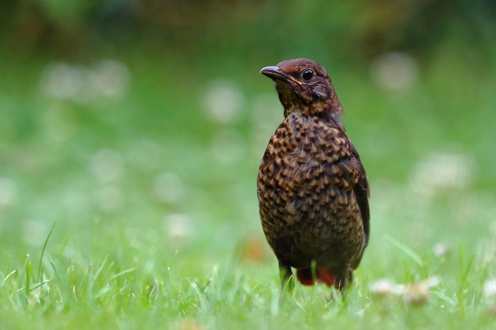 Amsel Weibchen (Turdus merula) (I)