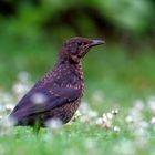 Amsel Weibchen (Turdus merula) (II)