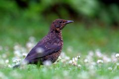 Amsel Weibchen (Turdus merula) (II)