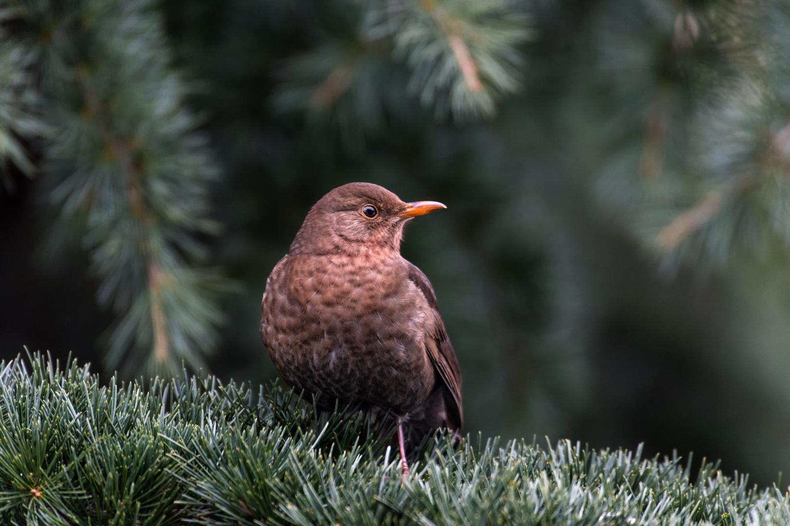 Amsel Weibchen / Versuchsaufnahme