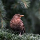 Amsel Weibchen / Versuchsaufnahme