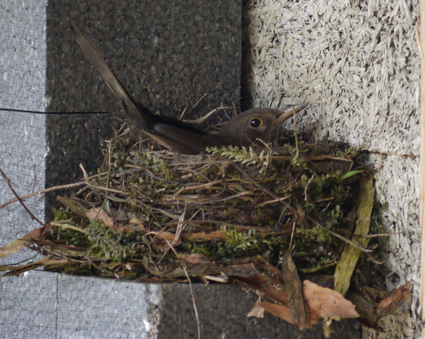 Amsel Weibhen