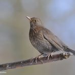 --- Amsel, weibl.---    ( Turdus merula )