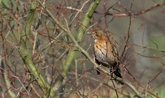 Amsel Weible im Morgenlicht