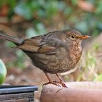 Amsel [weiblich]