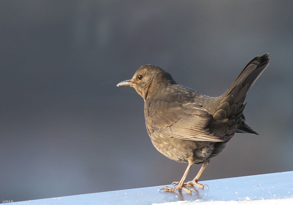 Amsel weiblich