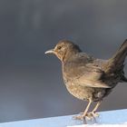 Amsel weiblich