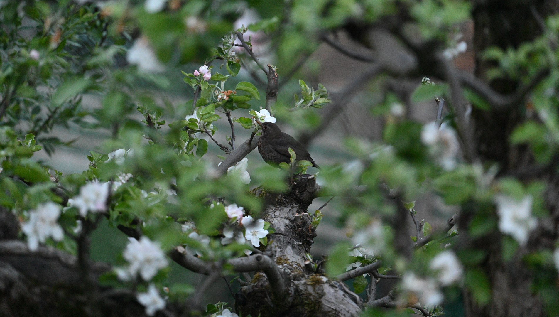 Amsel weiblich 11.04.2024