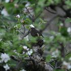 Amsel weiblich 11.04.2024