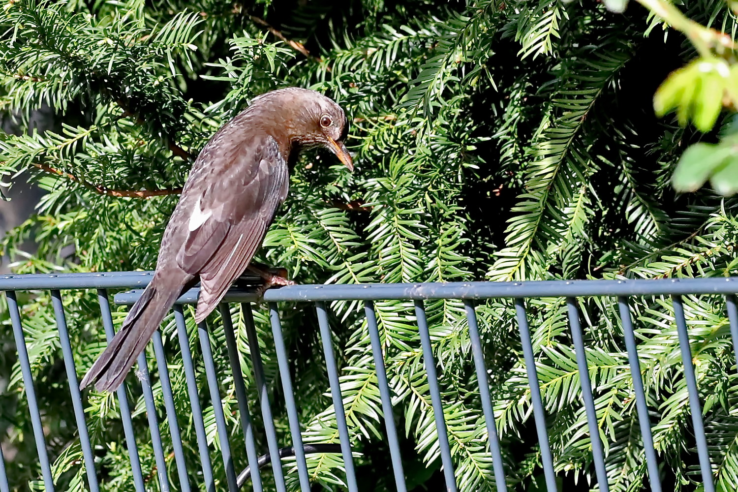 Amsel weiblich