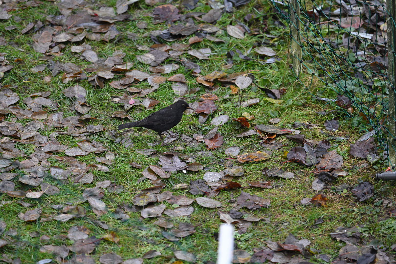 Amsel weiblich 14.12.2023