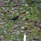 Amsel weiblich 14.12.2023