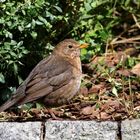 Amsel [weiblich]