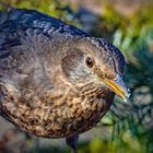 Amsel, weiblich