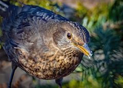 Amsel, weiblich