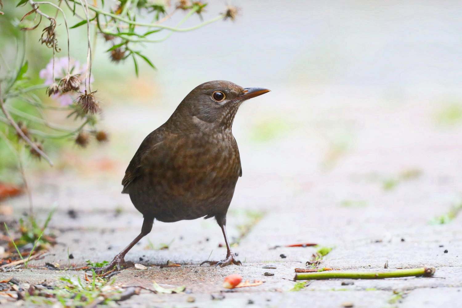 Amsel weiblich