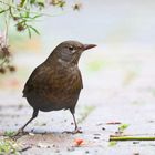 Amsel weiblich