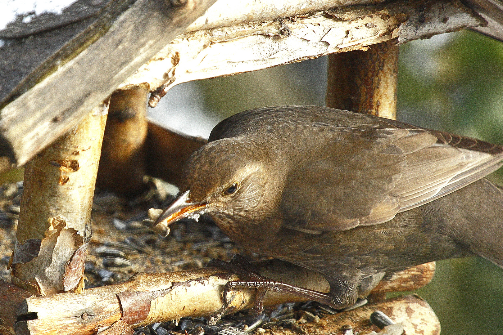 Amsel, weiblich