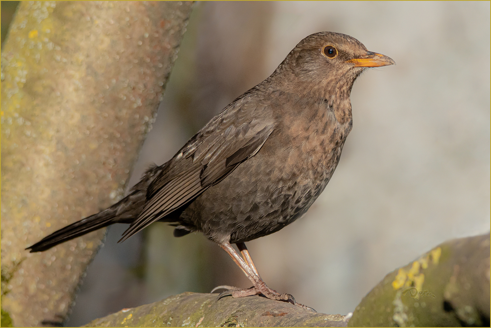 Amsel weiblich