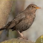 Amsel weiblich