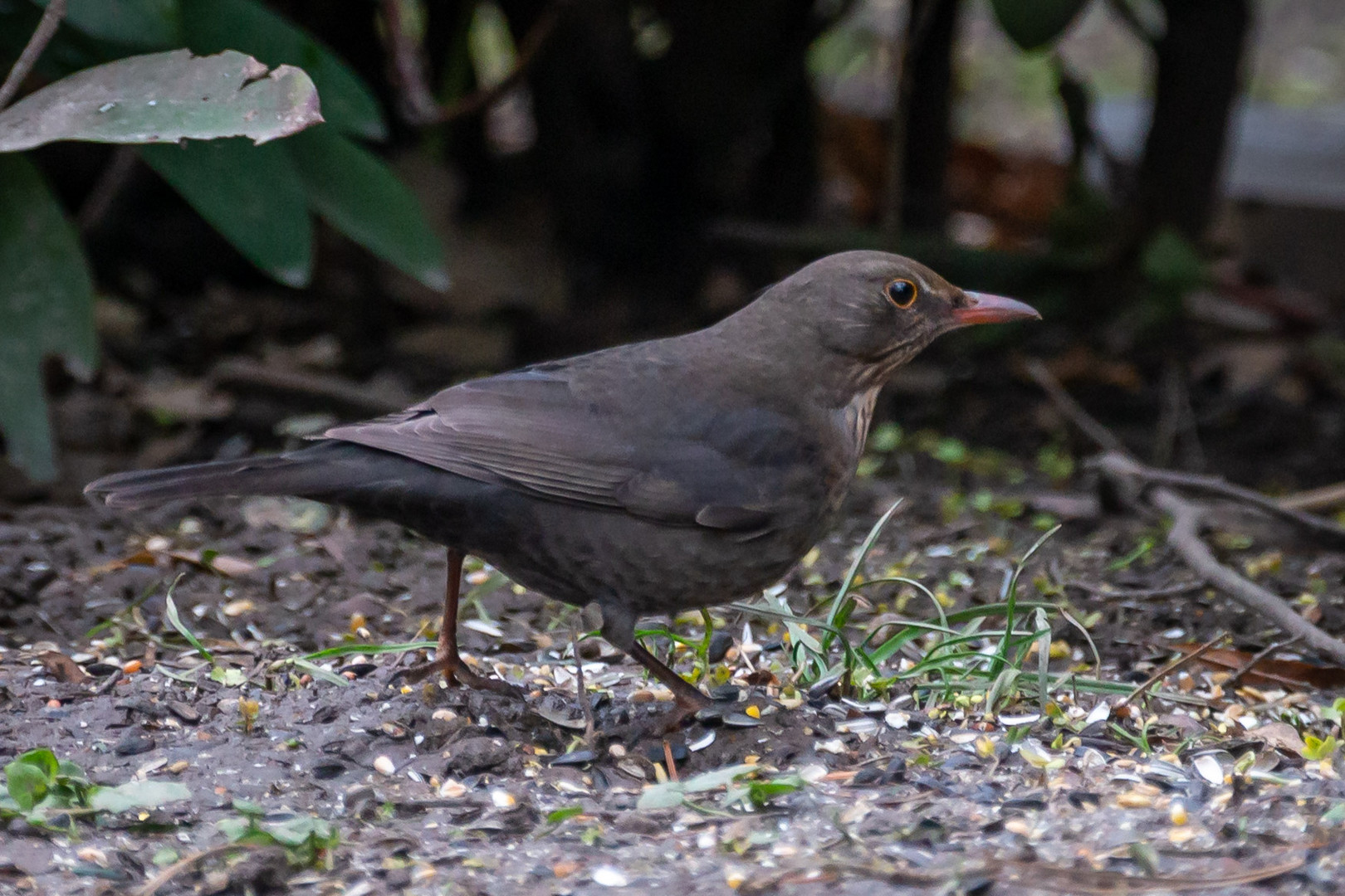 Amsel weiblich